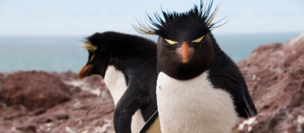 horarios de la Isla Pingüino