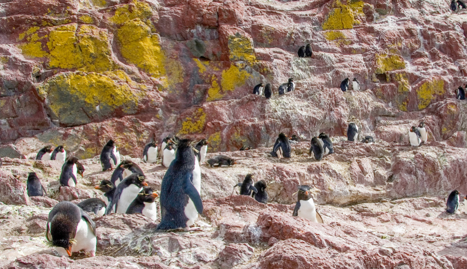 horarios de la Isla Pingüino
