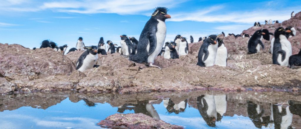 horarios de la Isla Pingüino