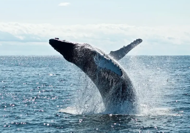 turismo patagónico